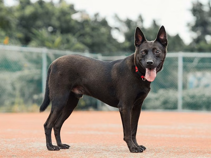 Black adult male mixed-breed dog, Medium, shelter no. …0604