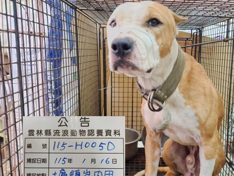 Brown-and-white young male American Pit Bull Terrier, Large, shelter no. …005D