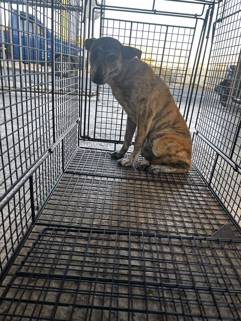 Tabby adult female mixed-breed dog, Large, shelter no. …0007