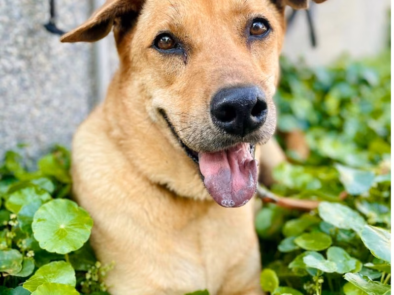Brown adult male mixed-breed dog, Large, shelter no. …0-04