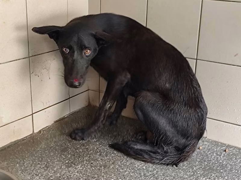 Black adult female mixed-breed dog, Large, shelter no. …1419