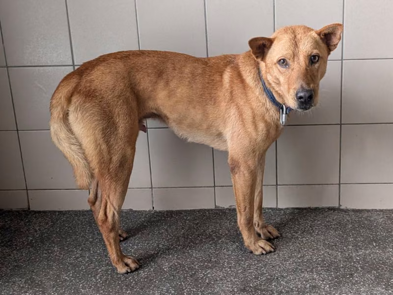 Tan adult male mixed-breed dog, Large, shelter no. …3009