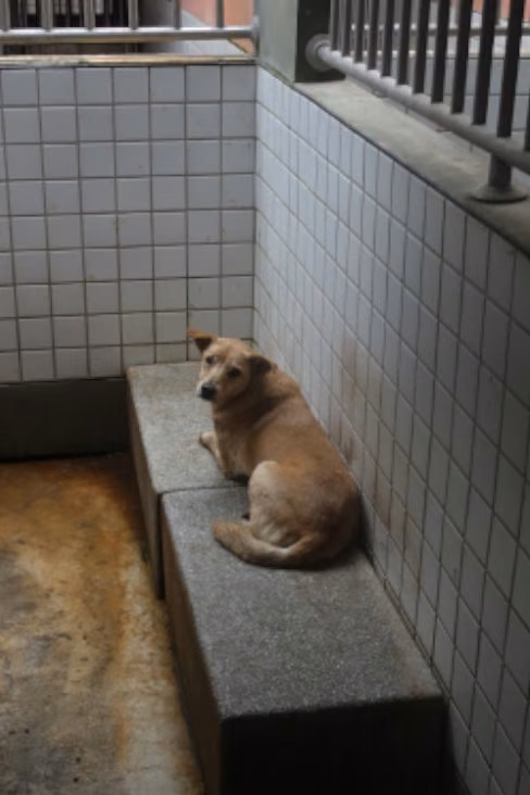 Tan adult female mixed-breed dog, Large, shelter no. …0135