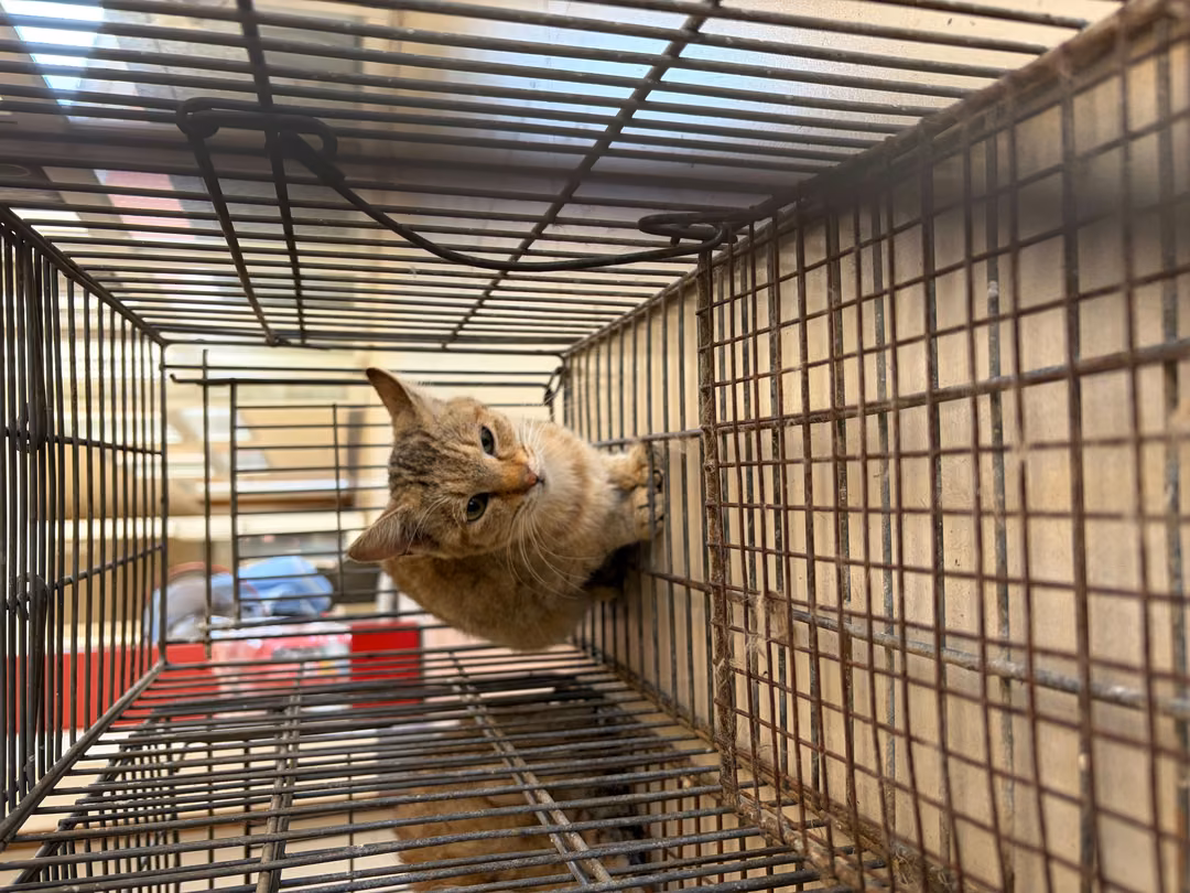 Young female mixed-breed cat, Small, shelter no. …1C02