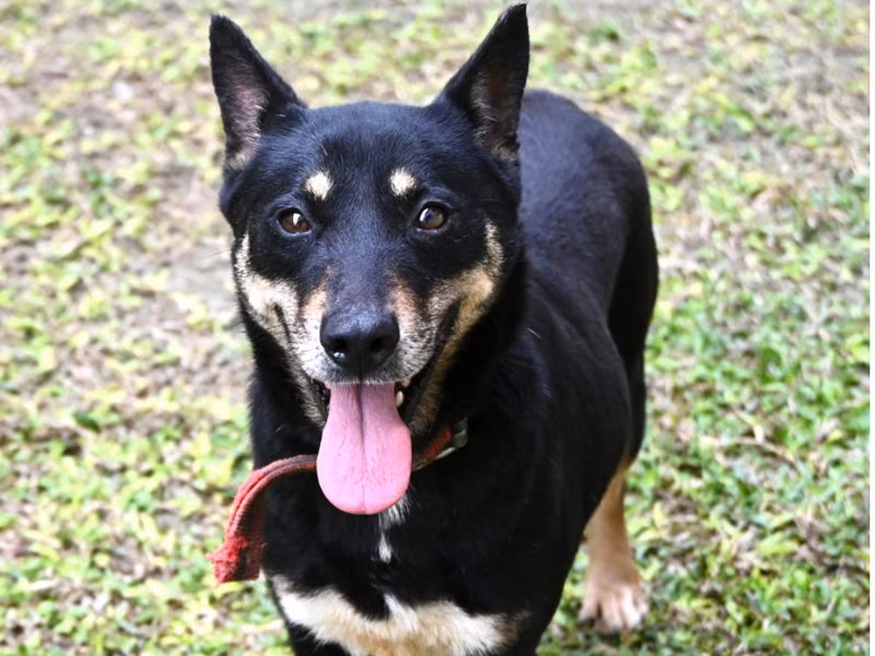 Black-and-brown adult female mixed-breed dog, Medium, shelter no. …1003