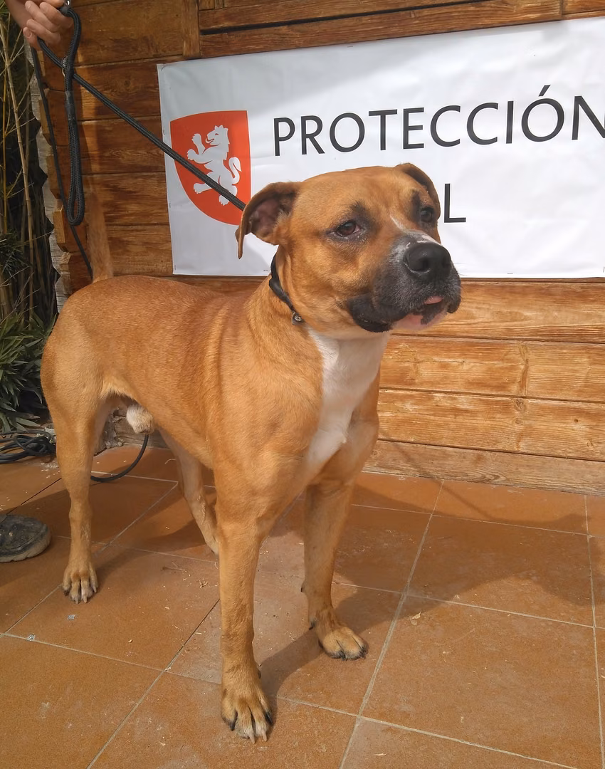 Luki, Senior · Male · Medium · American Staffordshire Terrier
