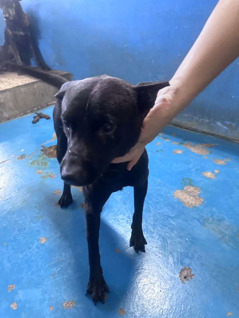Black adult male mixed-breed dog, Large, shelter no. …7013
