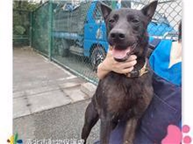 Black adult male mixed-breed dog, Medium, shelter no. …0303
