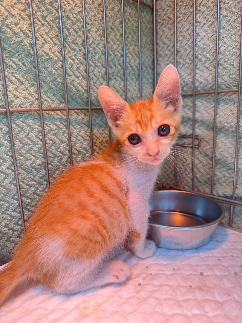 Orange-and-white young male mixed-breed cat, Small, shelter no. …7010