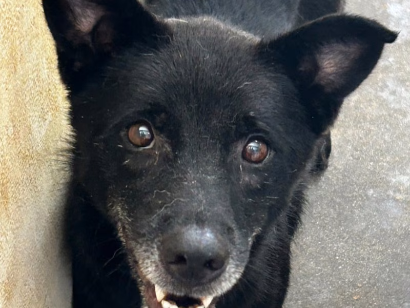Black adult female mixed-breed dog, Large, shelter no. …9014