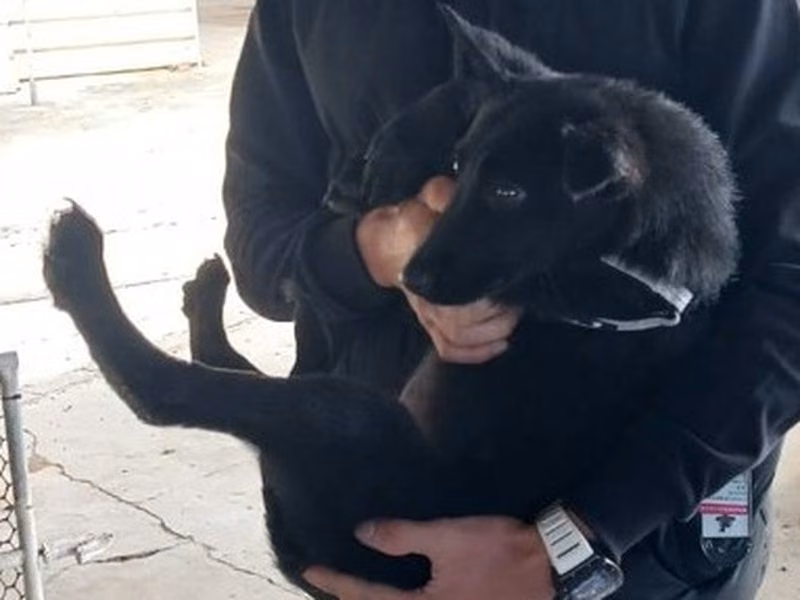 Black adult female mixed-breed dog, Large, shelter no. …017D