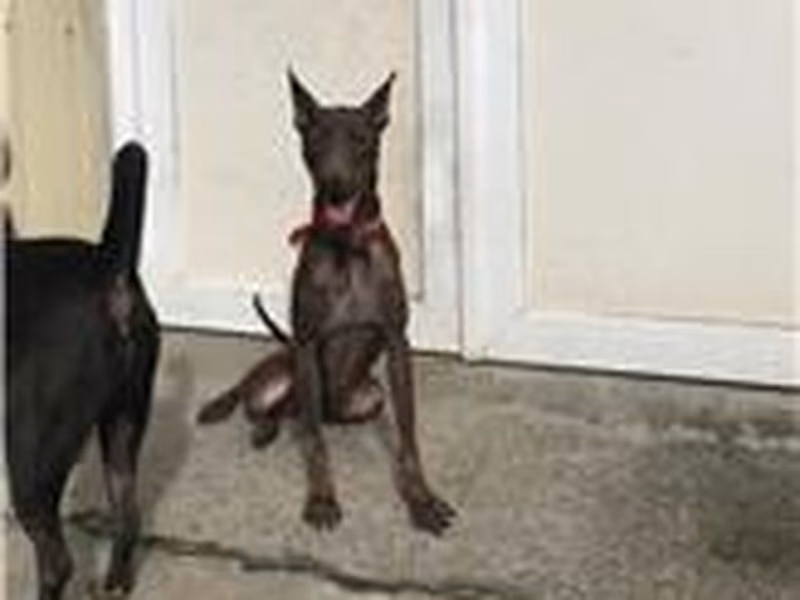Brown male mixed-breed dog, Medium, shelter no. …2003