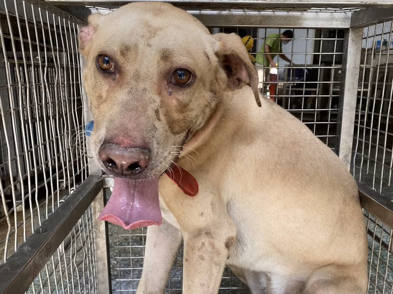 White adult male mixed-breed dog, Medium, shelter no. …5-01