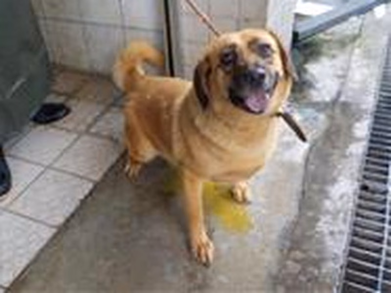 Tan adult male mixed-breed dog, Medium, shelter no. …1029