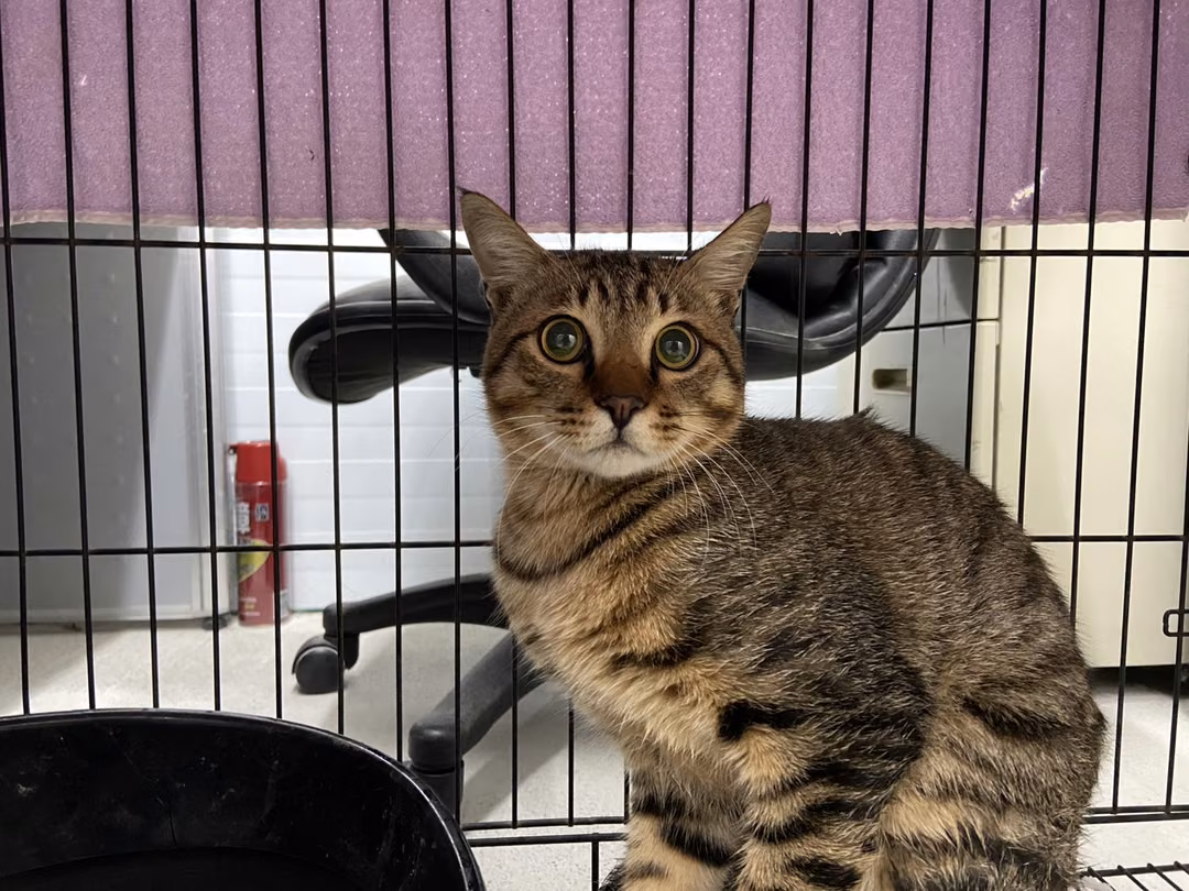 Tabby adult male mixed-breed cat, Medium, shelter no. …3105