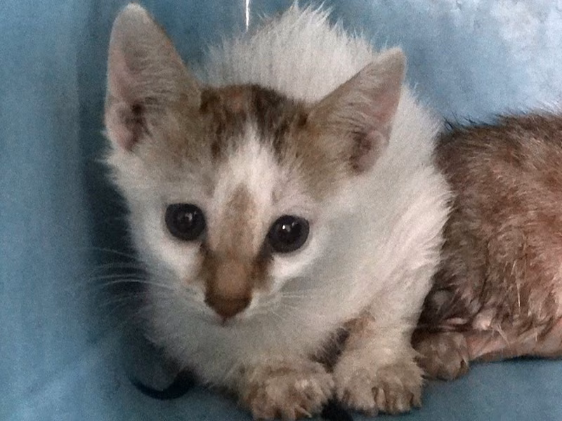 Tabby-and-white young mixed-breed cat, Medium, shelter no. …1550