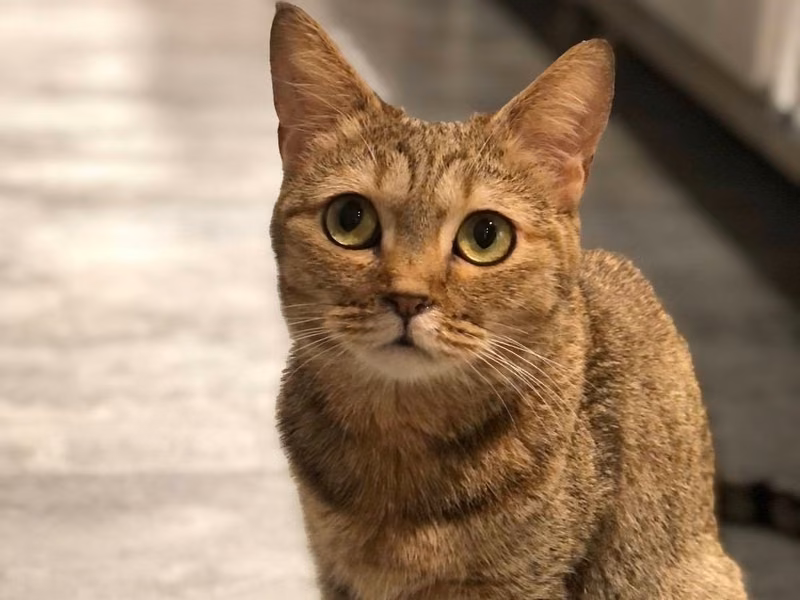 Tabby adult female mixed-breed cat, Small, shelter no. …0001