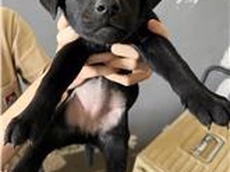 Black adult female mixed-breed dog, Small, shelter no. …9004