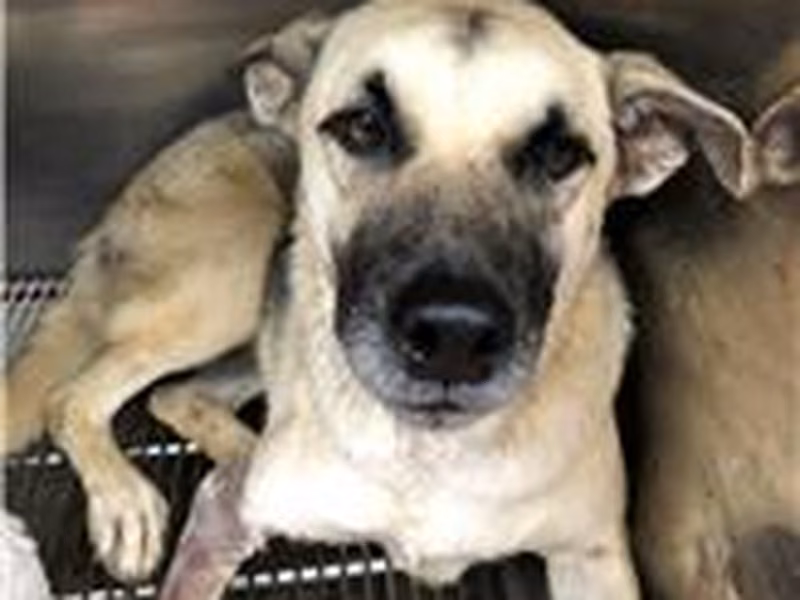 Tan-and-white adult female mixed-breed dog, Medium, shelter no. …4003