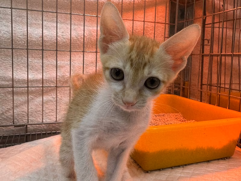 Orange-and-white young male mixed-breed cat, Small, shelter no. …3007
