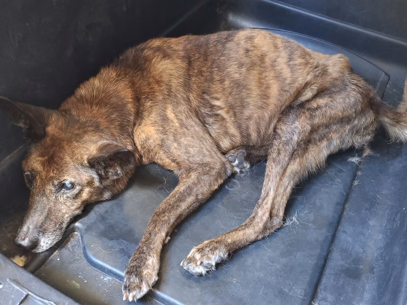 Tabby adult female mixed-breed dog, Medium, shelter no. …1001