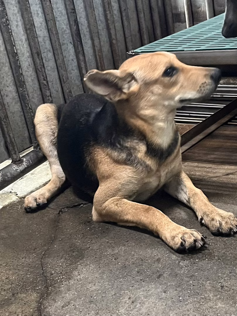 Adult female mixed-breed dog, Medium, shelter no. …8003