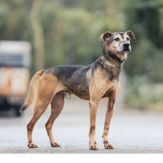 Black-and-tan adult male mixed-breed dog, Medium, shelter no. …1112