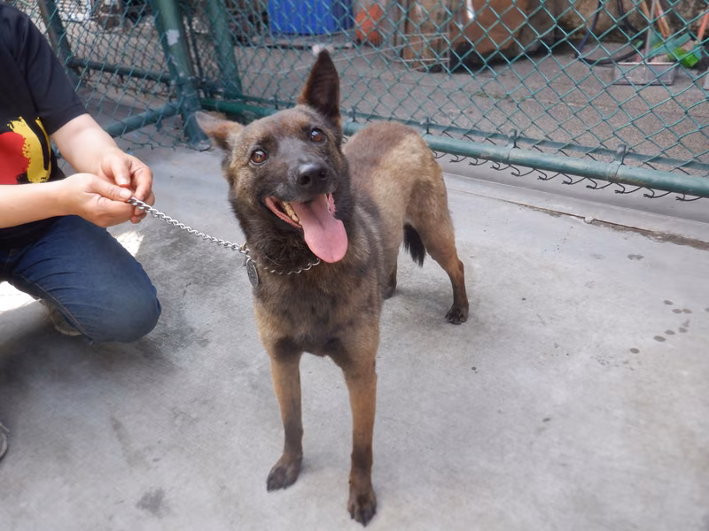 Brown adult female mixed-breed dog, Medium, shelter no. …1766