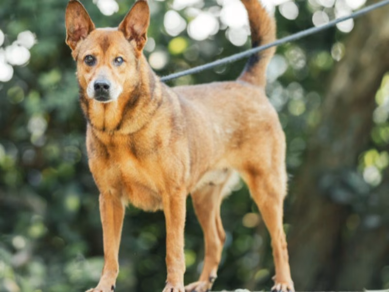 Tan adult male mixed-breed dog, Medium, shelter no. …0403