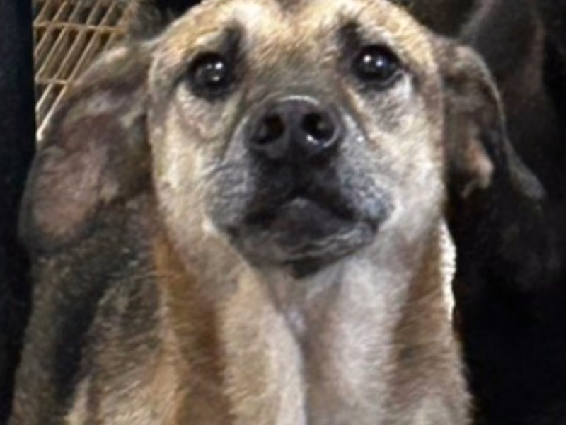 Black-and-tan adult male mixed-breed dog, Large, shelter no. …1044