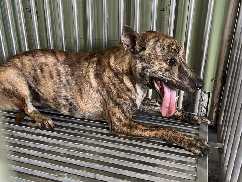 Tabby adult male mixed-breed dog, Medium, shelter no. …8001
