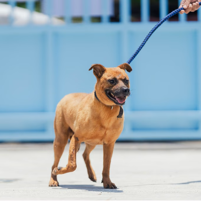 Tan adult male mixed-breed dog, Medium, shelter no. …3001
