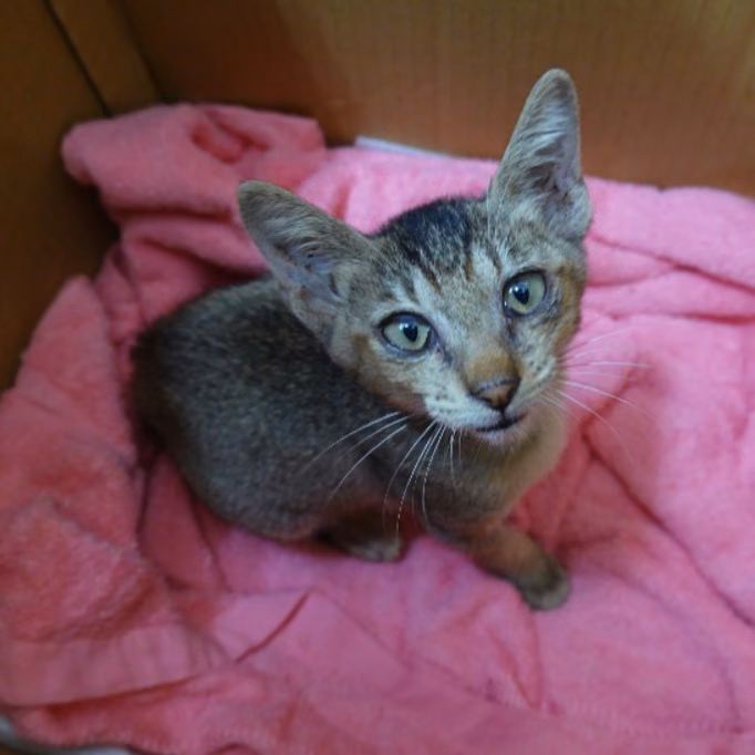 Tabby adult male mixed-breed cat, Medium, shelter no. …6-01