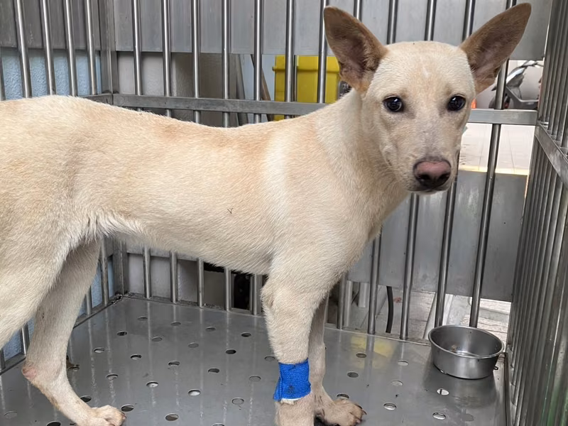 Cream adult male mixed-breed dog, Medium, shelter no. …8004