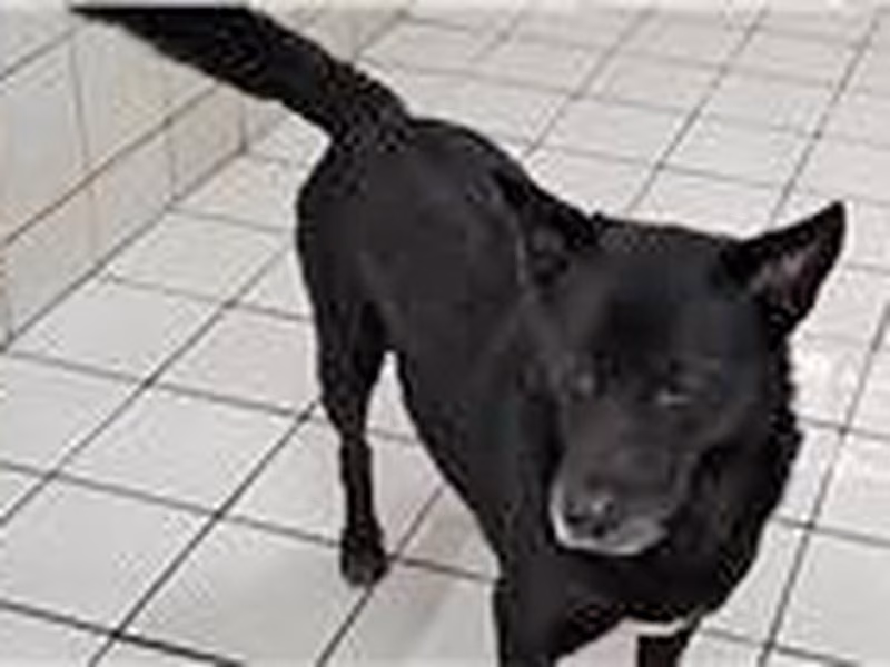 Black-and-white adult male mixed-breed dog, Medium, shelter no. …8001