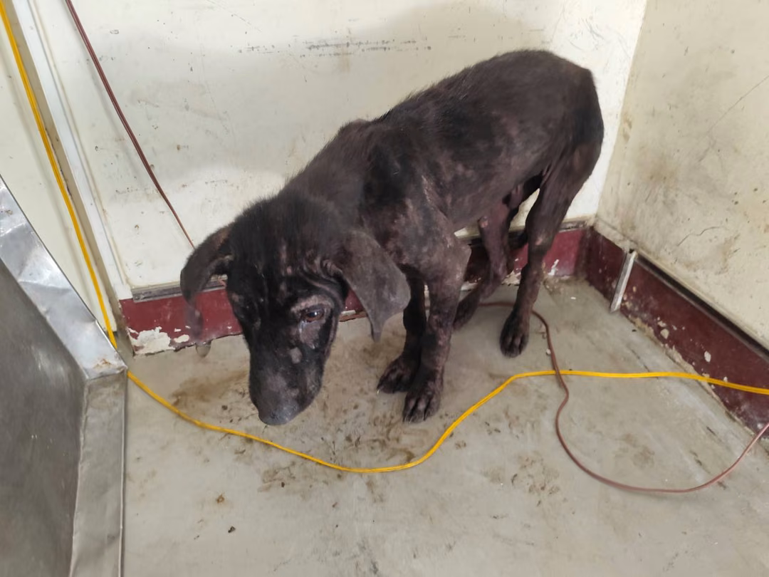 Black adult male mixed-breed dog, Large, shelter no. …0814