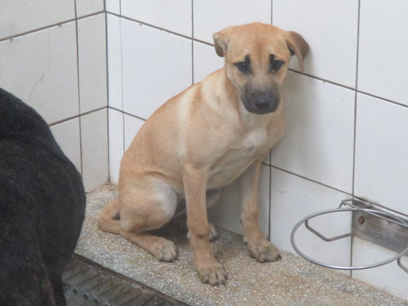 ミックス犬(メス・成犬・茶)、中型, 施設番号 …8A25