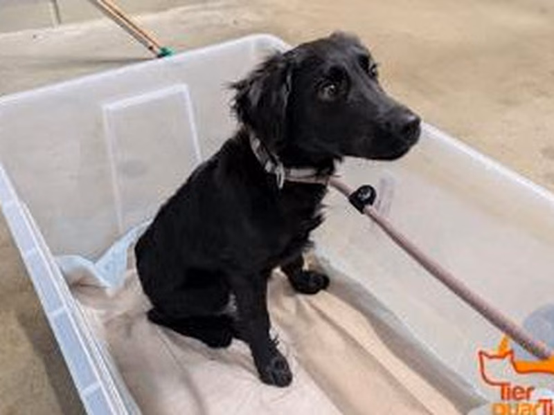 Black young male mixed-breed dog, shelter no. …4371