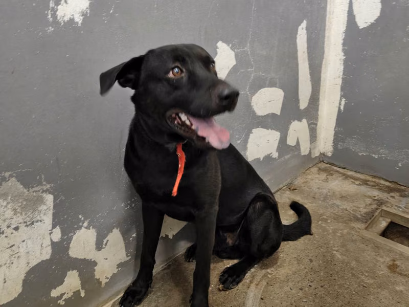 Black adult male mixed-breed dog, Medium, shelter no. …8001