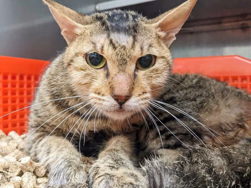 Tabby adult male mixed-breed dog, Medium, shelter no. …6001
