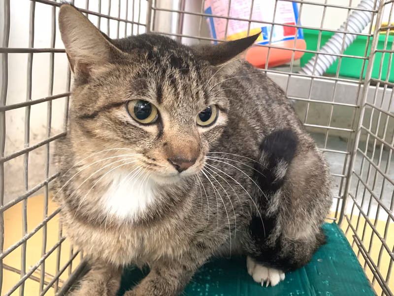 Tabby adult female mixed-breed cat, Small, shelter no. …2901