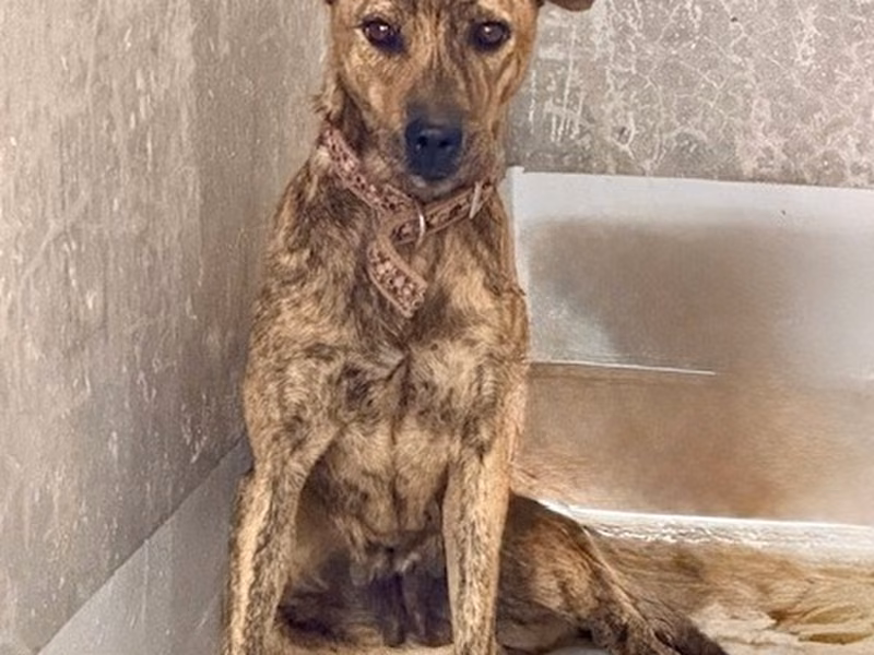 Tabby adult female mixed-breed dog, Large, shelter no. …4001
