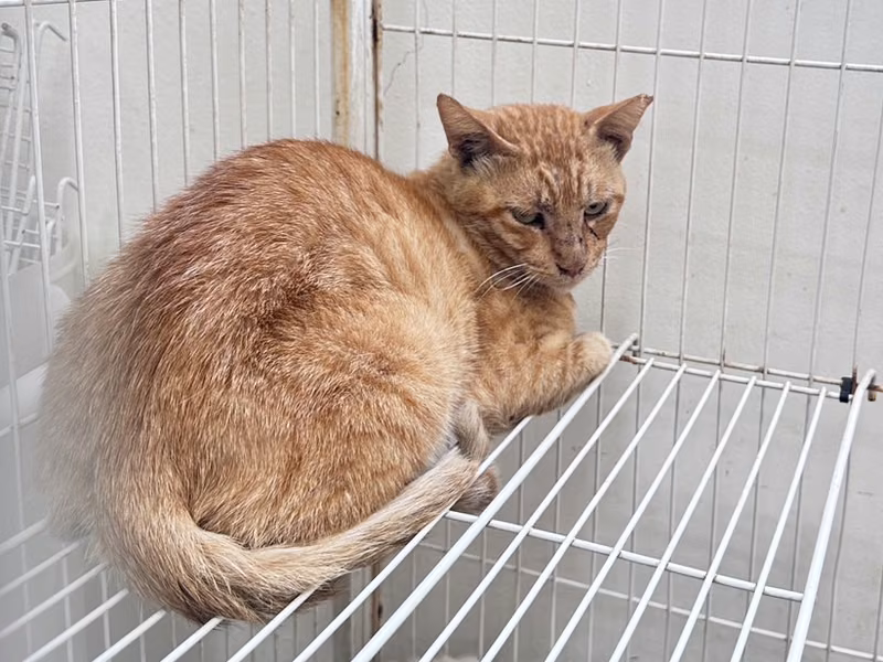 Orange adult male mixed-breed cat, Large, shelter no. …1004