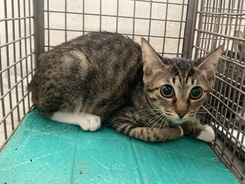 Tabby-and-white young female mixed-breed cat, Small, shelter no. …2207