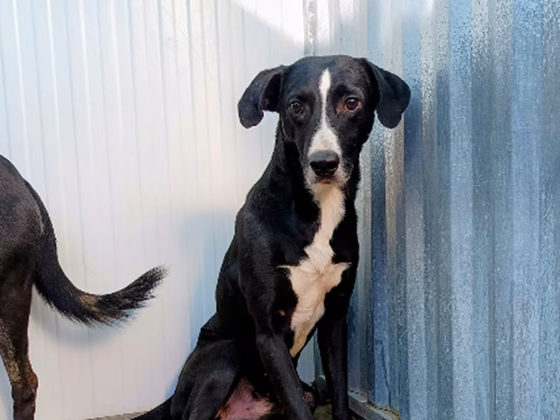 Budión, Adult · Male · Mixed breed