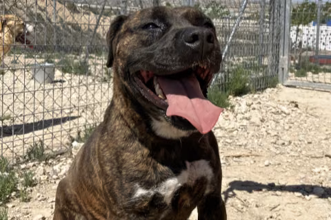 Milu, Adult · Female · Medium · American Staffordshire Terrier