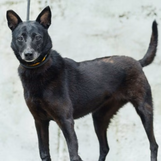 Black adult male mixed-breed dog, Medium, shelter no. …2001