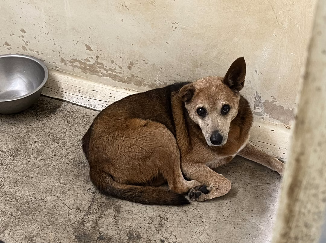 Brown adult female mixed-breed dog, Medium, shelter no. …2502