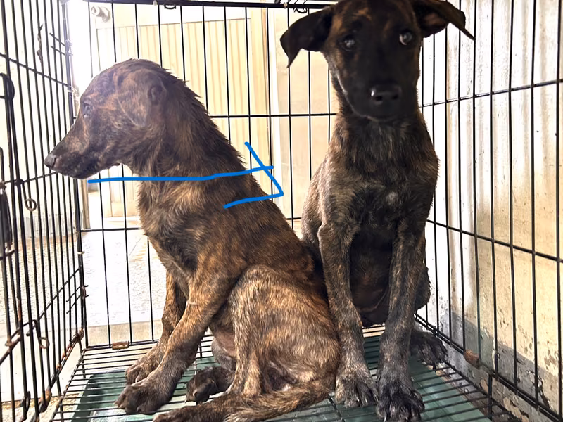 Tabby adult female mixed-breed dog, Medium, shelter no. …2Q10