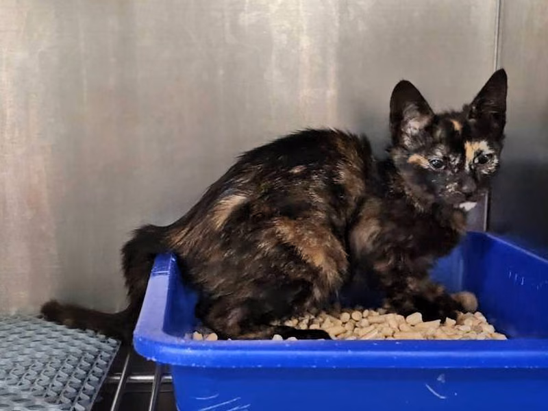 Young female mixed-breed cat, Small, shelter no. …5003
